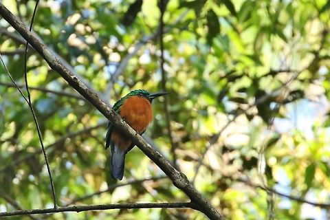 Great jacamar (Jacamerops aureus) Canopy Tower, Panama. Dec 31st, 2018 Geotagged,Great jacamar,Jacamerops aureus,Panama,Winter