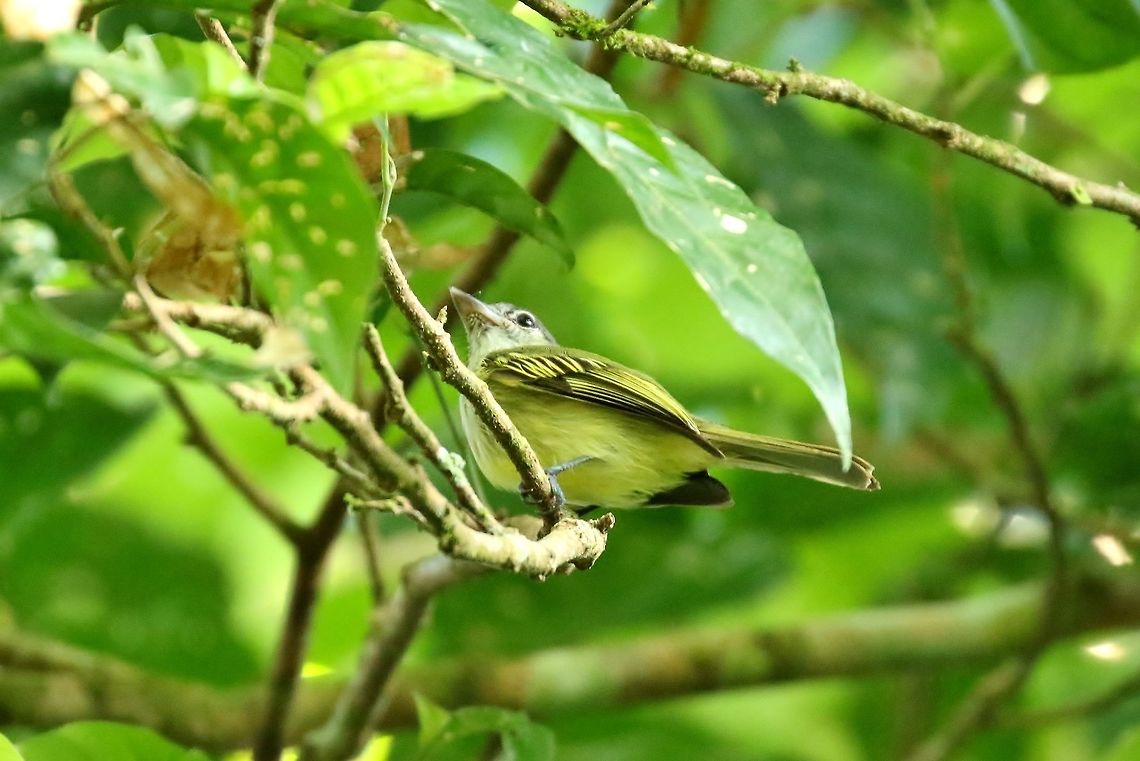 Yellow-margined flycatcher (Tolmomyias assimilis) Canopy Tower, Panama. Dec 31st, 2018 Geotagged,Panama,Tolmomyias assimilis,Winter