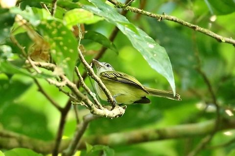 Yellow-margined flycatcher (Tolmomyias assimilis) Canopy Tower, Panama. Dec 31st, 2018 Geotagged,Panama,Tolmomyias assimilis,Winter
