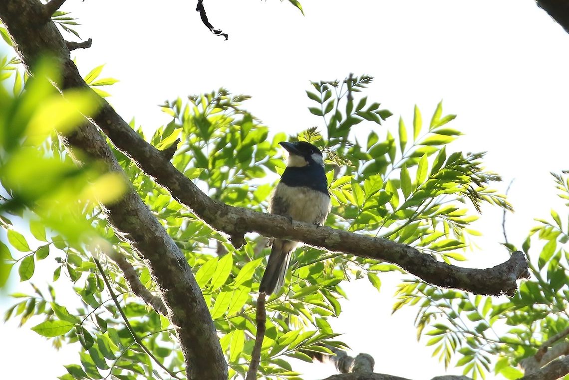 Black-breasted puffbird (Notharchus pectoralis) Canopy Tower, Panama. Dec 31st, 2018 Black-breasted puffbird,Geotagged,Notharchus pectoralis,Panama,Winter