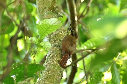 Plain-brown woodcreeper (Dendrocincla fuliginosa) Canopy Tower, Panama. Dec 31st, 2018 Dendrocincla fuliginosa,Geotagged,Panama,Plain-brown woodcreeper,Winter