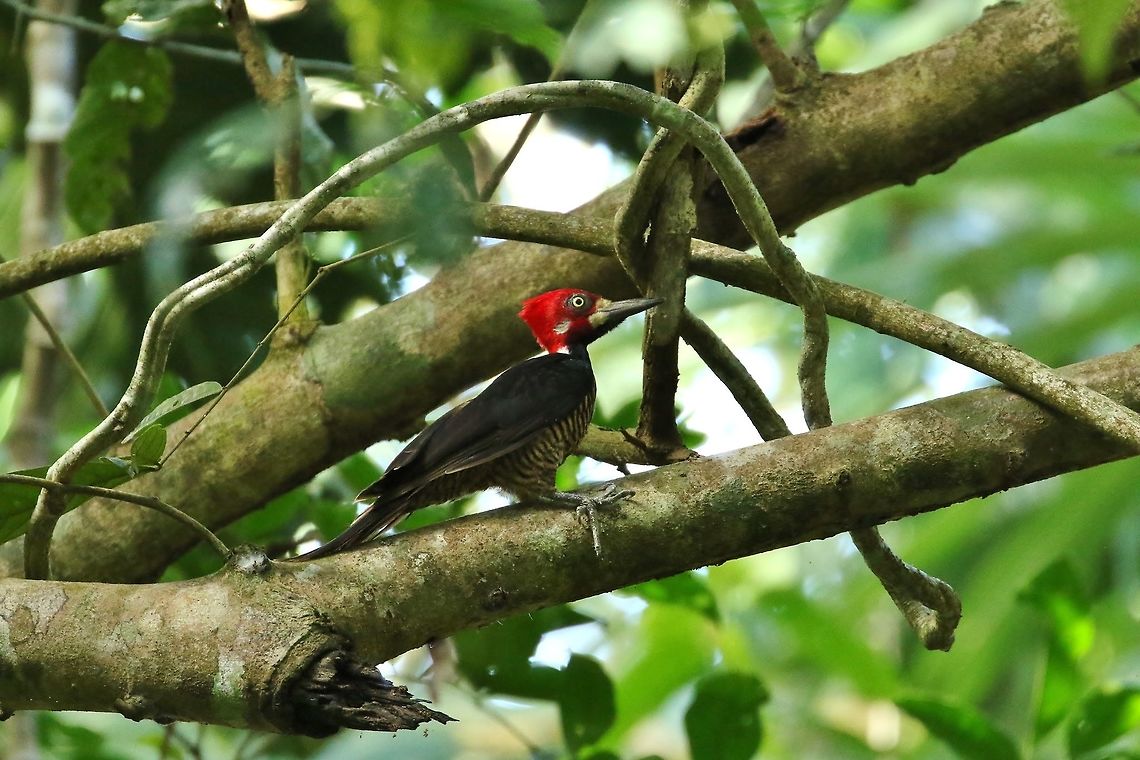 Crimson crested woodpecker (Campephilus melanoleucos) Canopy Tower, Panama. Dec 31st, 2018 Campephilus melanoleucos,Crimson crested woodpecker,Geotagged,Panama,Winter