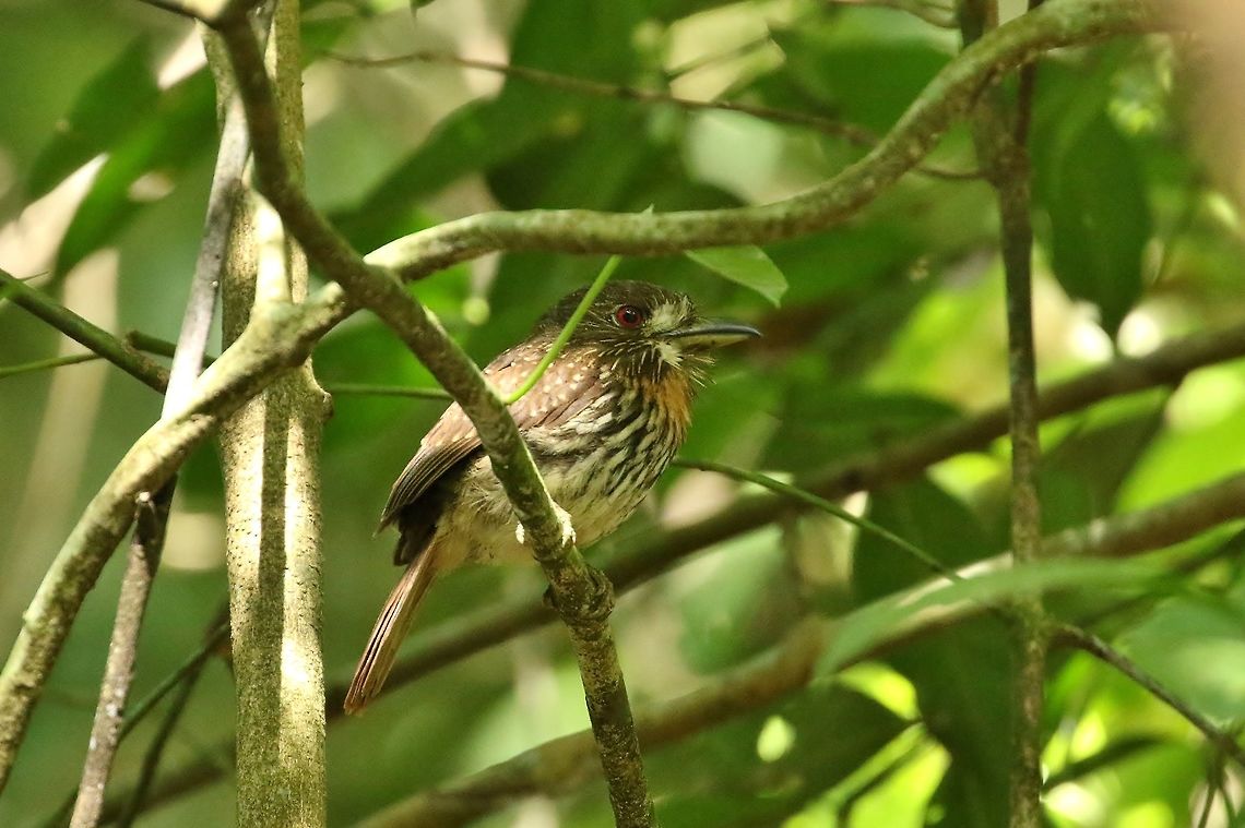 White-whiskered puffbird (Malacoptila panamensis) Canopy Tower, Panama. Dec 31st, 2018 Geotagged,Malacoptila panamensis,Panama,White-whiskered puffbird,Winter