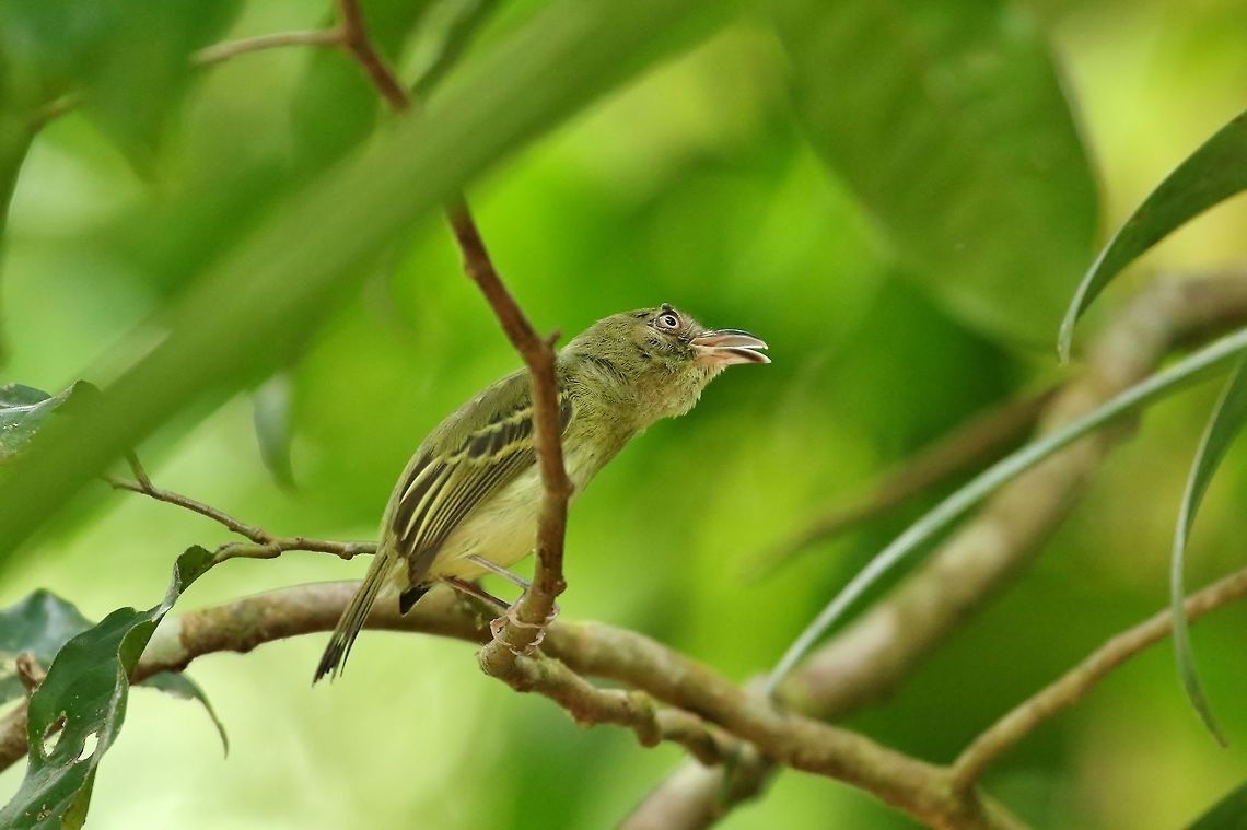 Southern bentbill (Oncostoma olivaceum) Canopy Tower, Panama. Dec 31st, 2018 Geotagged,Oncostoma olivaceum,Panama,Southern bentbill,Winter