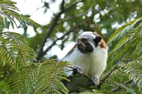 Geoffroy's tamarin (Saguinus geoffroyi) Canopy Tower, Panama. Dec 31st, 2018 Geoffroys tamarin,Geotagged,Panama,Saguinus geoffroyi,Winter