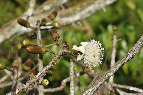 Barrigon kapoktree (Pseudobombax septenatum) Canopy Tower, Panama. Dec 31st, 2018 Barrigon kapoktree,Geotagged,Panama,Pseudobombax septenatum,Winter
