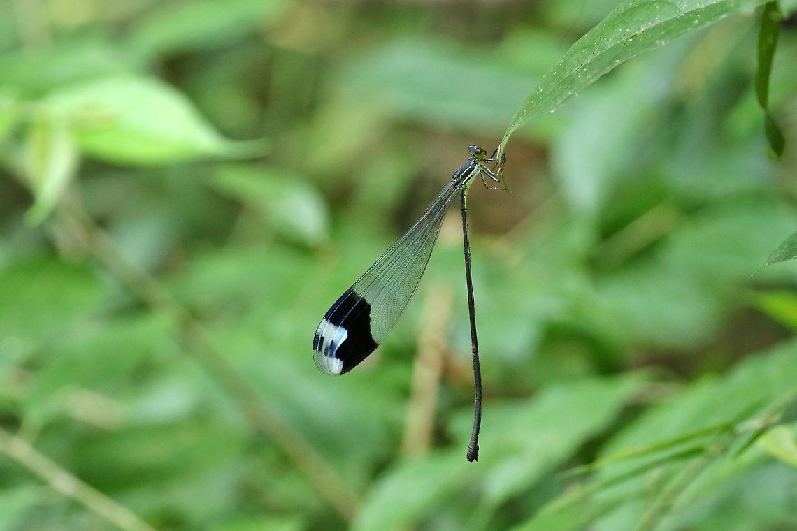 Blue-winged helicopter (Megaloprepus caerulatus) Canopy Tower, Panama. Dec 31st, 2018 Geotagged,Megaloprepus caerulatus,Panama,Winter