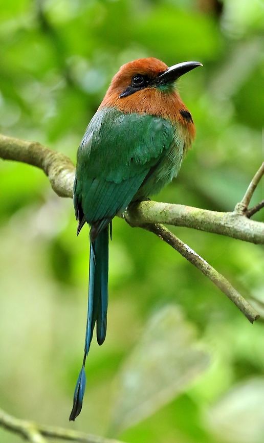 Broad-billed motmot (Electron platyrhynchum) Canopy Tower, Panama. Dec 31st, 2018 Broad-billed motmot,Electron platyrhynchum,Geotagged,Panama,Winter