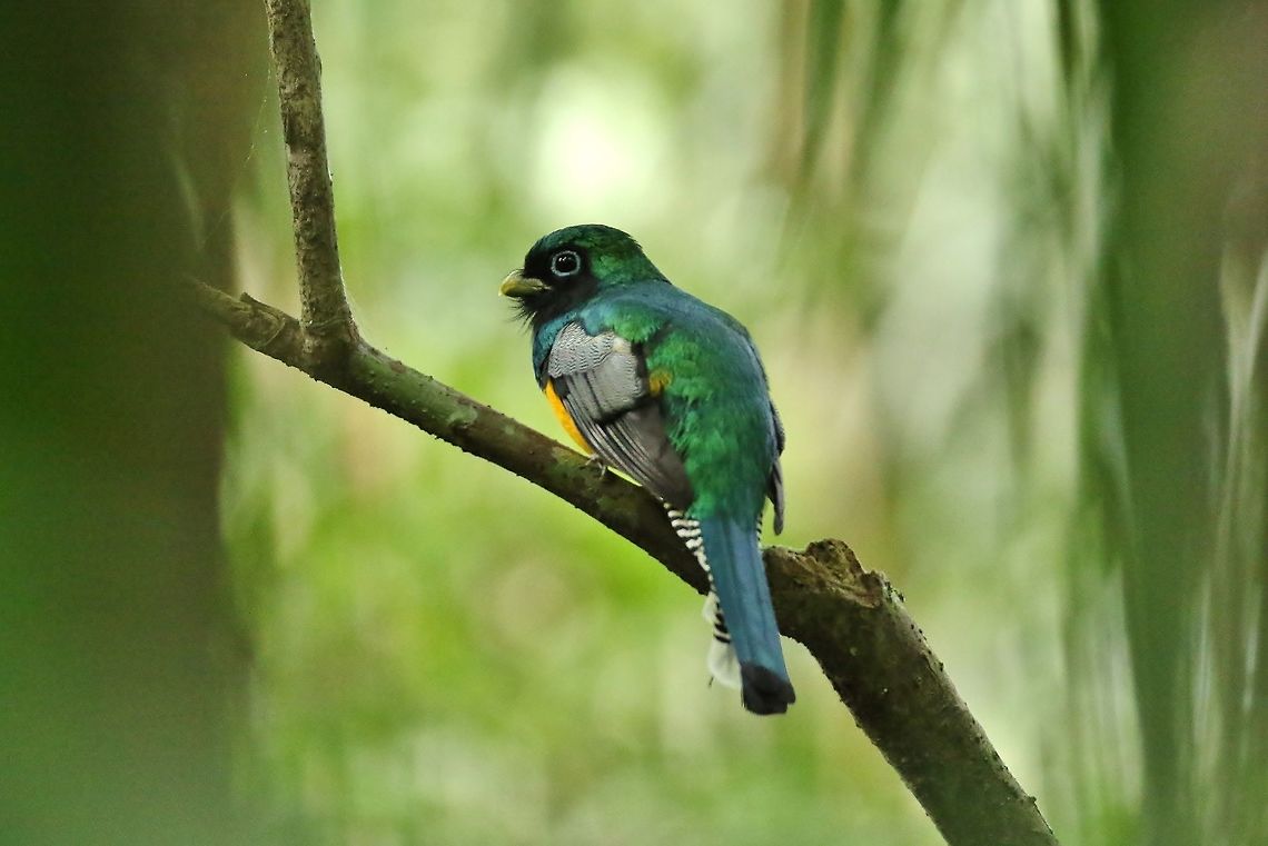 Black-throated trogon (Trogon rufus) Canopy Tower, Panama. Dec 31st, 2018 Black-throated trogon,Geotagged,Panama,Trogon rufus,Winter