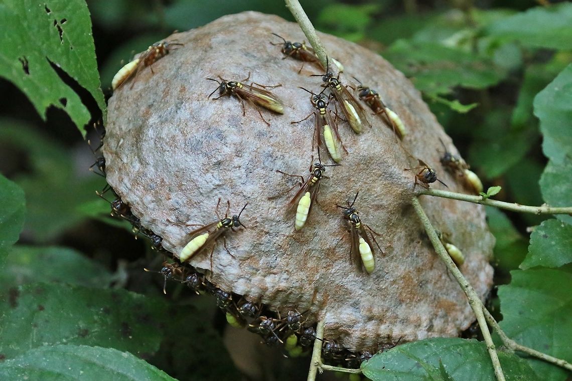 Central American paper wasp (Apoica pallens) Canopy Tower, Panama. Dec 31st, 2018 Apoica pallens,Geotagged,Panama,Winter