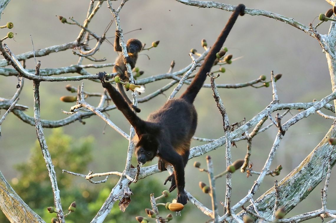 Mom and her baby Canopy Tower, Panama. Dec 31st, 2018 Alouatta palliata,Geotagged,Mantled howler,Panama,Winter