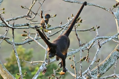 Mom and her baby Canopy Tower, Panama. Dec 31st, 2018 Alouatta palliata,Geotagged,Mantled howler,Panama,Winter
