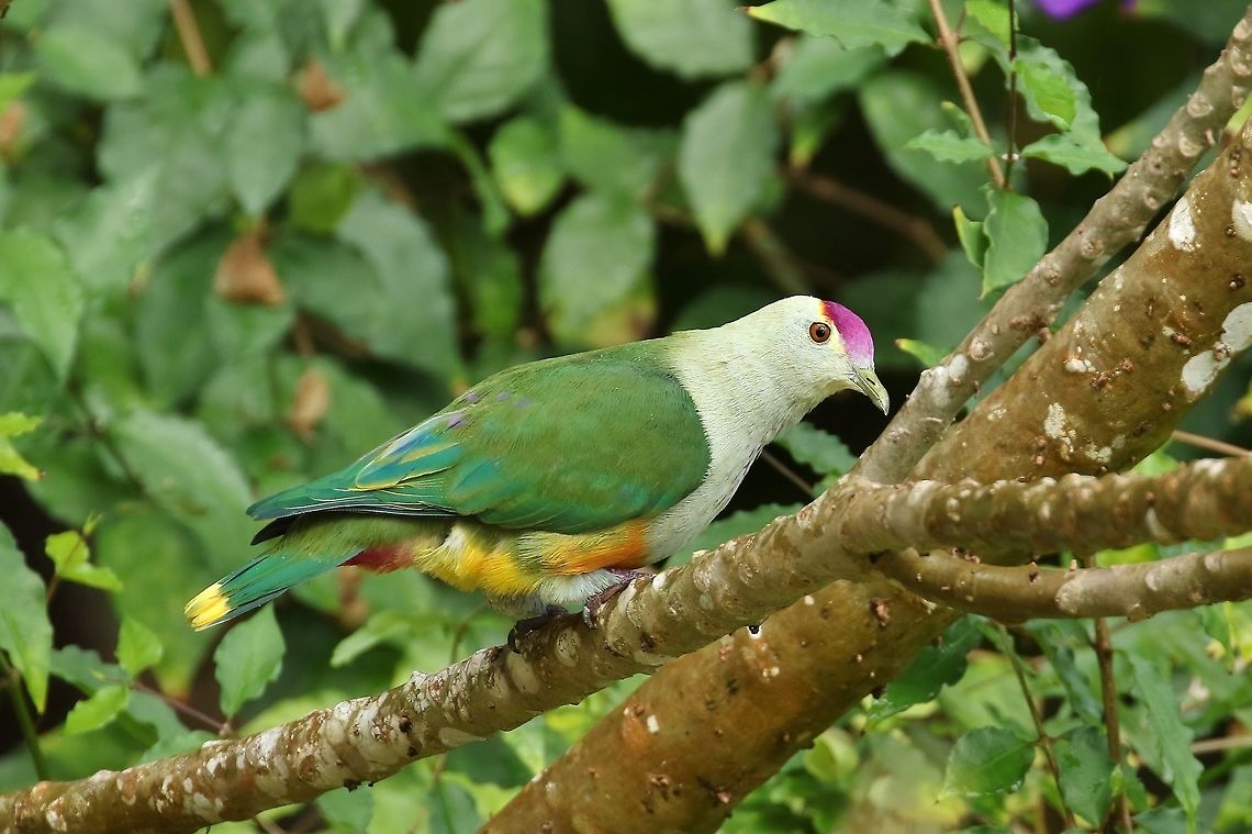Palau fruit dove / Biib (Ptilinopus pelewensis) The Carolines Resort, Palau.  Apr 6, 2019 Geotagged,Palau,Palau fruit dove,Ptilinopus pelewensis,Spring