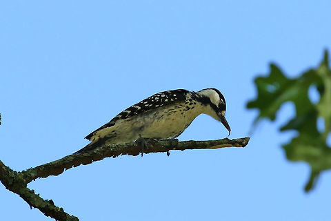 Red-cockaded woodpecker (Leuconotopicus borealis) Ouachita National Forest, Arkansas. May 19, 2019 Geotagged,Leuconotopicus borealis,Red-cockaded woodpecker,Spring,United States