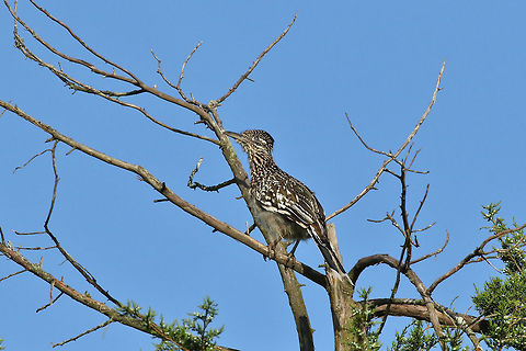 Greater Roadrunner (Geococcyx californianus) Ouachita National Forest, Arkansas. May 19, 2019 Geococcyx californianus,Geotagged,Greater Roadrunner,Spring,United States