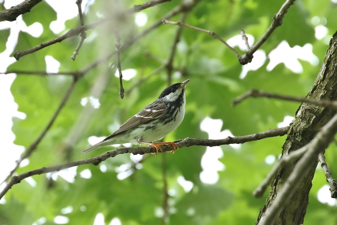 Blackpoll warbler (Setophaga striata) St Louis, MO. May 7, 2019 Blackpoll warbler,Geotagged,Setophaga striata,Spring,United States