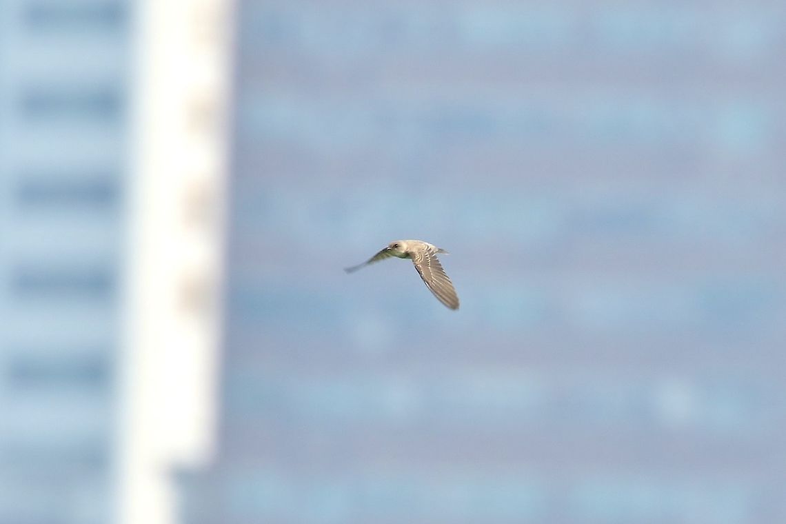 Grey-throated martin (Riparia chinensis) Huajiang Nature Park, Taipei, Taiwan. Apr 30, 2019 Geotagged,Grey-throated martin,Riparia chinensis,Spring,Taiwan