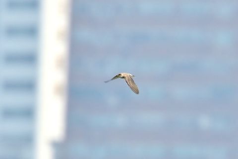 Grey-throated martin (Riparia chinensis) Huajiang Nature Park, Taipei, Taiwan. Apr 30, 2019 Geotagged,Grey-throated martin,Riparia chinensis,Spring,Taiwan