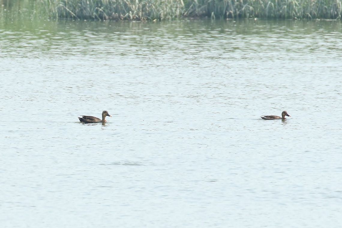 Anas zonorhyncha (Eastern spot-billed duck) Huajiang Nature Park, Taipei, Taiwan. Apr 30, 2019 Anas zonorhyncha,Eastern spot-billed duck,Geotagged,Spring,Taiwan