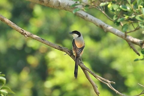 Long-tailed Shrike (Lanius schach) Huajiang Nature Park, Taipei, Taiwan. Apr 30, 2019 Geotagged,Lanius schach,Long-tailed Shrike,Spring,Taiwan