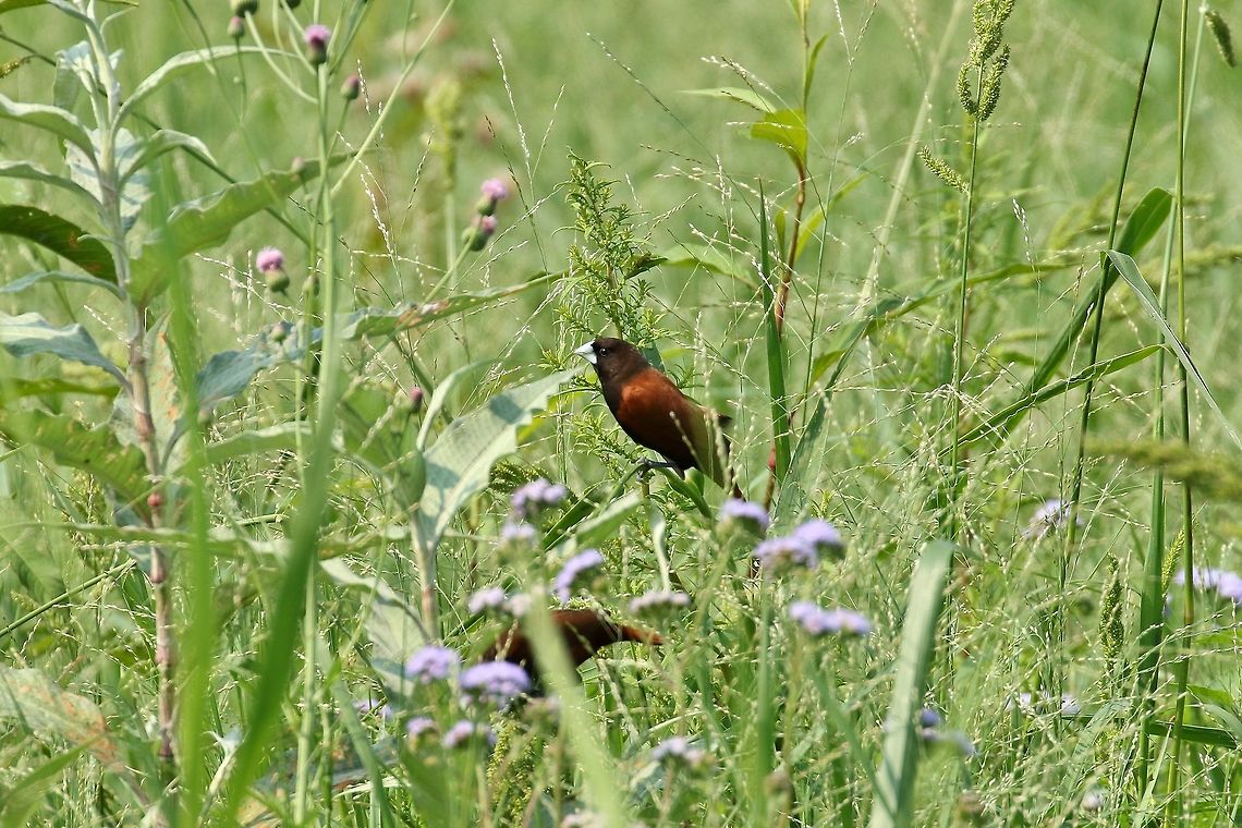 Chestnut munia (Lonchura atricapilla) Huajiang Nature Park, Taipei, Taiwan. Apr 30, 2019 Chestnut munia,Geotagged,Lonchura atricapilla,Spring,Taiwan