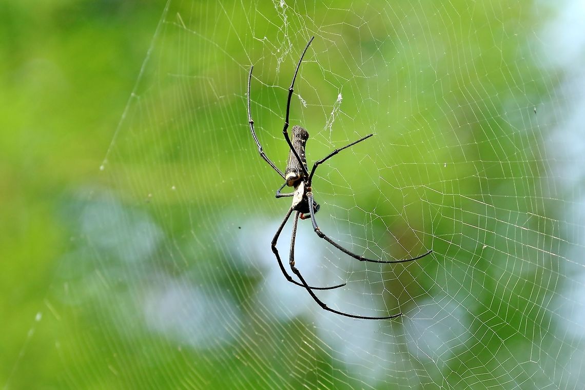 Giant golden orb weaver (Nephila pilipes) Dongshi District, Taiwan. Apr 28, 2019 Geotagged,Giant golden orb weaver,Nephila pilipes,Spring,Taiwan