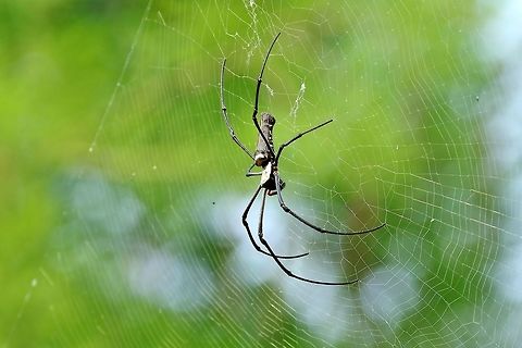 Giant golden orb weaver (Nephila pilipes) Dongshi District, Taiwan. Apr 28, 2019 Geotagged,Giant golden orb weaver,Nephila pilipes,Spring,Taiwan