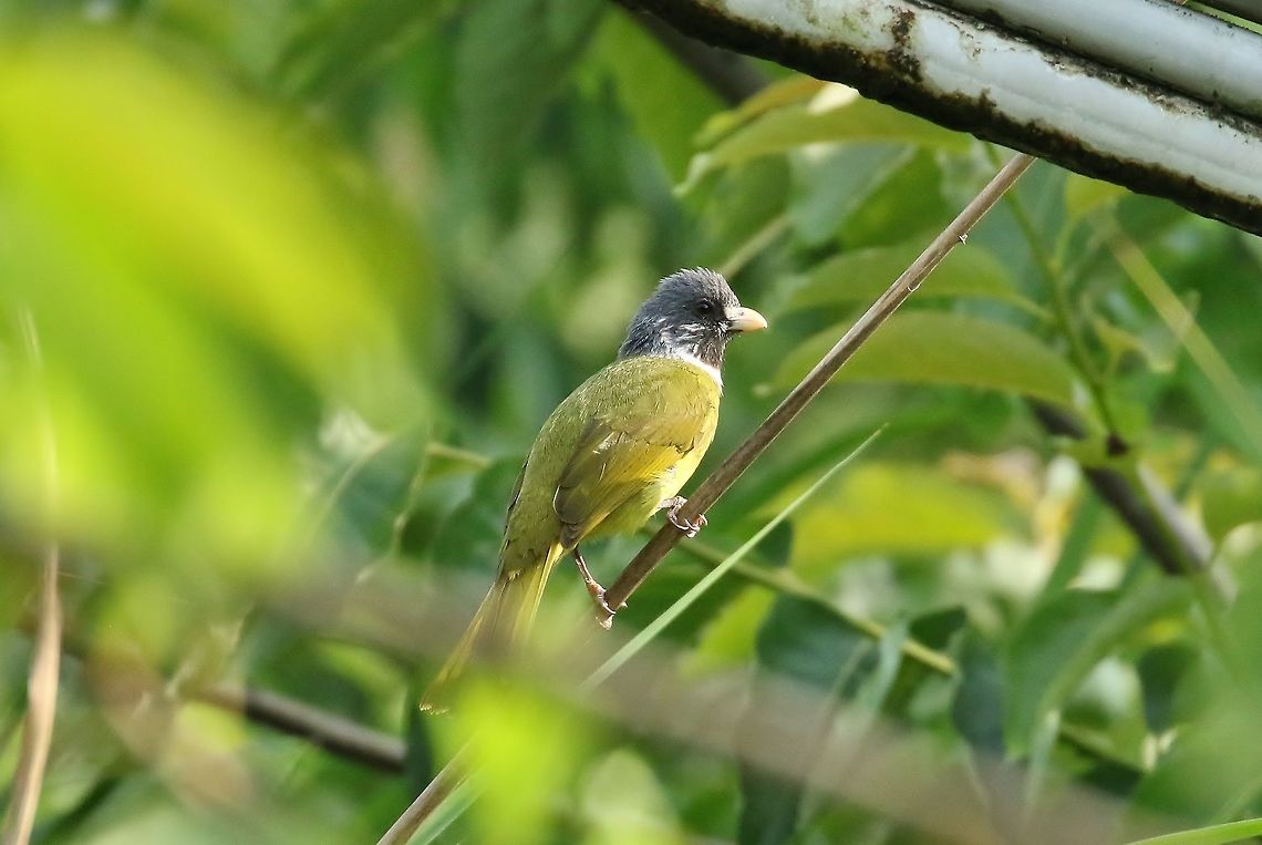 Collared finchbill (Spizixos semitorques) Dongshi District, Taiwan. Apr 28, 2019 Collared finchbill,Geotagged,Spizixos semitorques,Spring,Taiwan