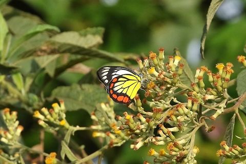 Painted Jezebel (Delias hyparete) Dongshi District, Taiwan. Apr 28, 2019 Delias hyparete,Geotagged,Painted Jezebel,Spring,Taiwan