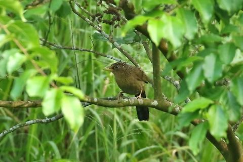 Taiwan hwamei (Garrulax taewanus) Dongshi District, Taiwan. Apr 28, 2019 Garrulax taewanus,Geotagged,Spring,Taiwan,Taiwan hwamei