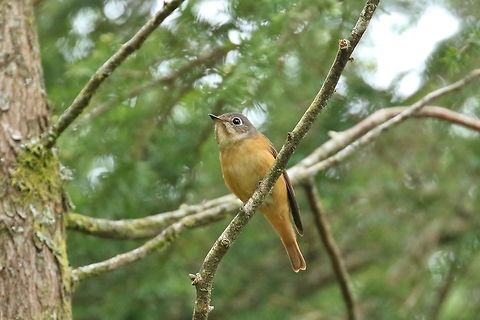 Ferruginous flycatcher (Muscicapa ferruginea) Daxueshan Forest Road, Taiwan. Apr 27, 2019 Ferruginous flycatcher,Geotagged,Muscicapa ferruginea,Spring,Taiwan