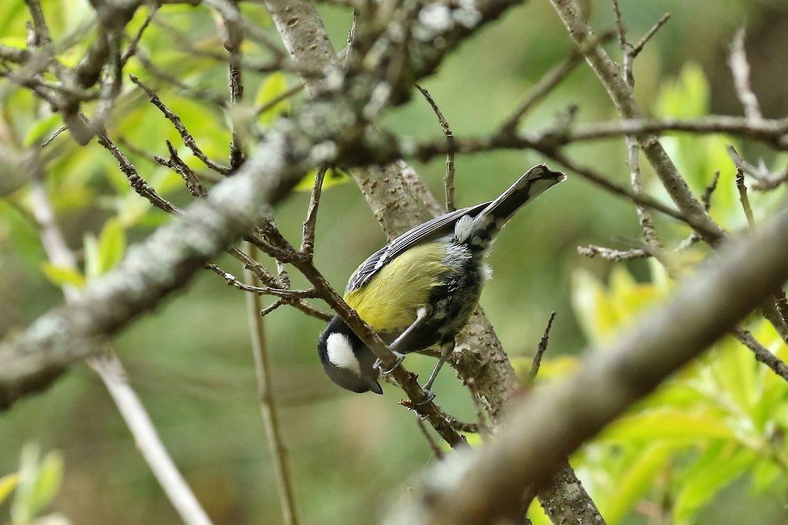 Green backed tit (Parus monticolus) Daxueshan Forest Road, Taiwan. Apr 27, 2019 Geotagged,Green backed tit,Parus monticolus,Spring,Taiwan