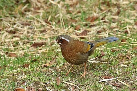 White-whiskered laughingthrush (Garrulax morrisonianus) Daxueshan Forest Road, Taiwan. Apr 27, 2019 Garrulax morrisonianus,Geotagged,Spring,Taiwan,White-whiskered laughingthrush