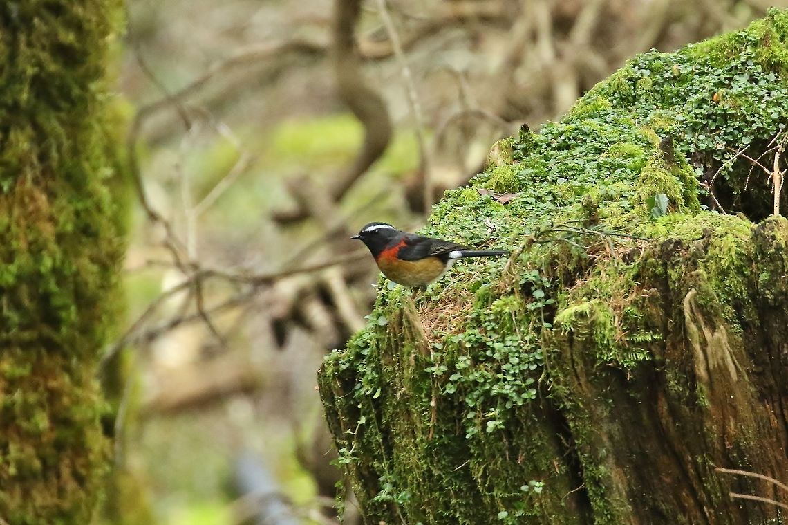 Collared bush robin (Tarsiger johnstoniae) Daxueshan Forest Road, Taiwan. Apr 27, 2019 Collared bush robin,Geotagged,Spring,Taiwan,Tarsiger johnstoniae
