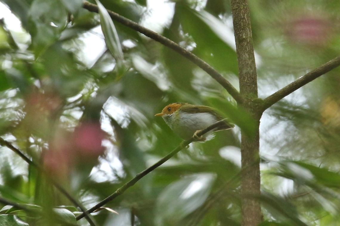 Rufous faced warbler (Abroscopus albogularis) Daxueshan Forest Road, Taiwan. Apr 27, 2019 Abroscopus albogularis,Geotagged,Rufous faced warbler,Spring,Taiwan