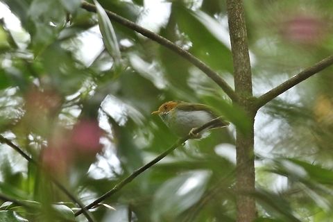Rufous faced warbler (Abroscopus albogularis) Daxueshan Forest Road, Taiwan. Apr 27, 2019 Abroscopus albogularis,Geotagged,Rufous faced warbler,Spring,Taiwan
