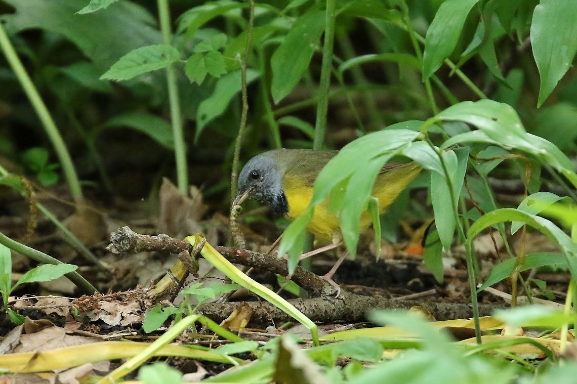 Mourning warbler (Geothlypis philadelphia) Missouri Botanical Garden, St Louis, MO. May 26, 2019 Geotagged,Geothlypis philadelphia,Mourning warbler,Spring,United States