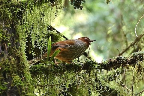 Taiwan barwing (Actinodura morrisoniana) Daxueshan Forest Road, Taiwan. Apr 27, 2019 Actinodura morrisoniana,Geotagged,Spring,Taiwan,Taiwan barwing