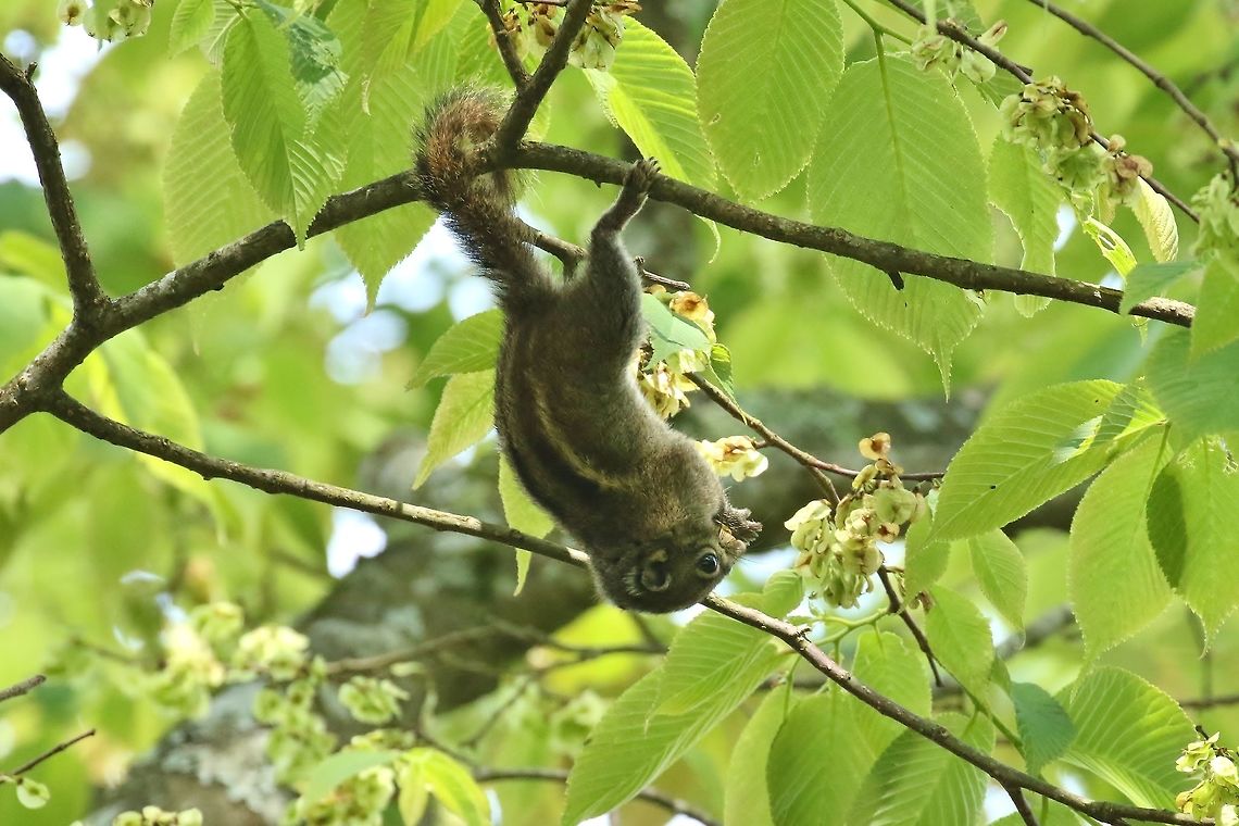 Maritime striped squirrel (Tamiops maritimus) Daxueshan Forest Road, Taiwan. Apr 27, 2019 Geotagged,Maritime striped squirrel,Spring,Taiwan,Tamiops maritimus