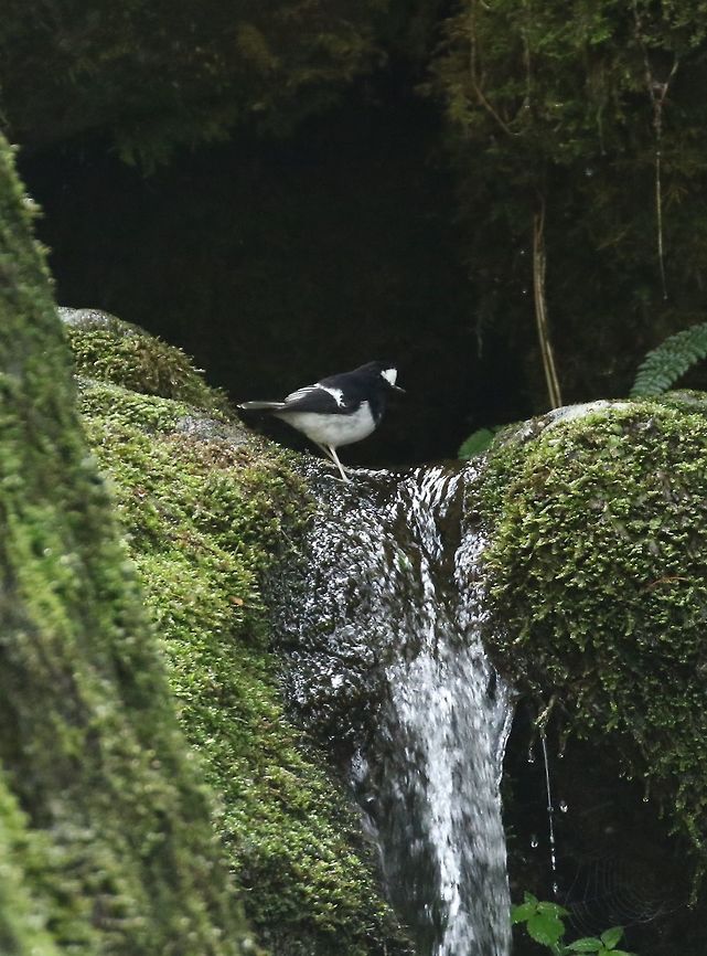 Little forktail (Enicurus scouleri) Daxueshan Forest Road, Taiwan. Apr 27, 2019 Enicurus scouleri,Geotagged,Little forktail,Spring,Taiwan