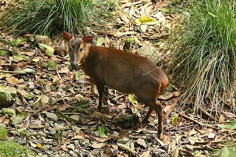 Reeves's Muntjac (Muntiacus reevesi) Daxueshan Forest Road, Taiwan. Apr 27, 2019 Geotagged,Muntiacus reevesi,Reeves Muntjac,Spring,Taiwan