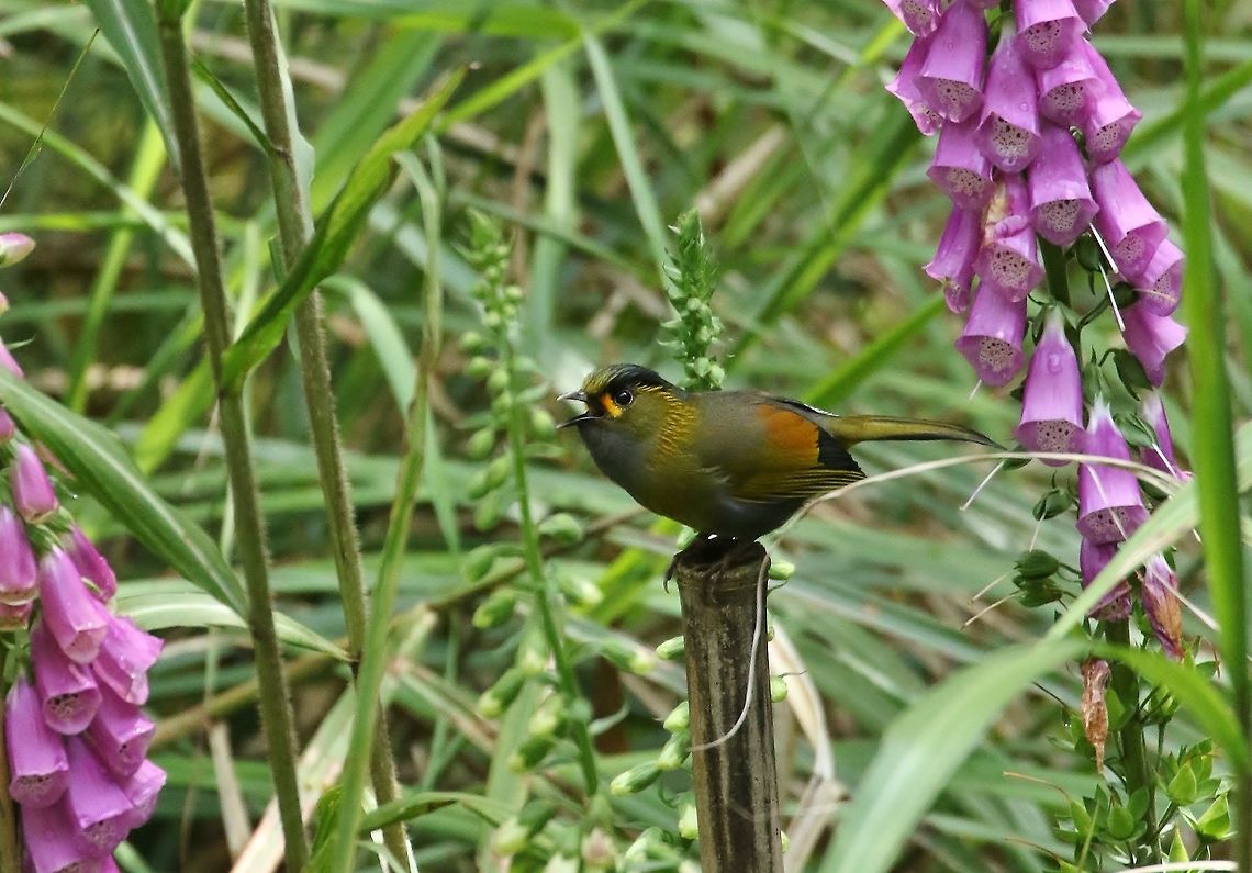 Steere's liocichla (Liocichla steerii) Daxueshan Forest Road, Taiwan. Apr 27, 2019 Geotagged,Liocichla steerii,Spring,Steere's liocichla,Taiwan