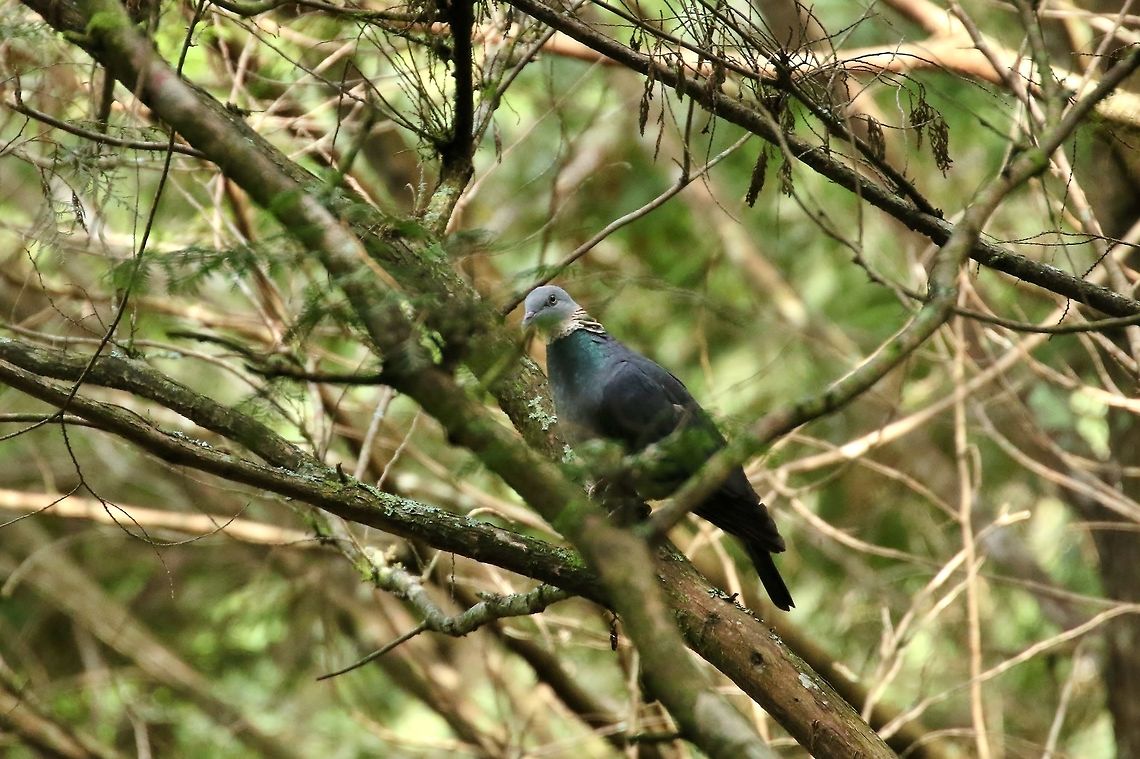 Ashy wood pigeon (Columba pulchricollis) Daxueshan Forest Road, Taiwan. Apr 27, 2019 Ashy wood pigeon,Columba pulchricollis,Geotagged,Spring,Taiwan
