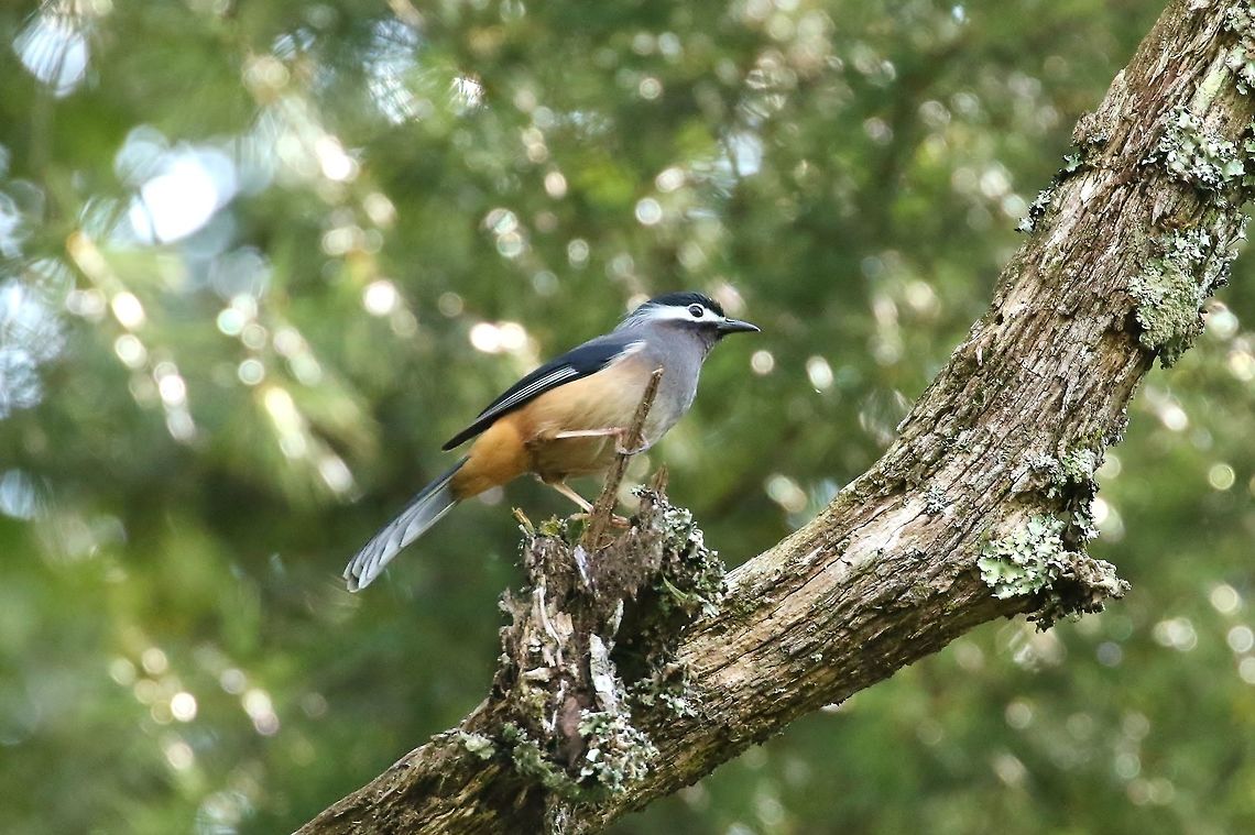 White-eared sibia (Heterophasia auricularis) Daxueshan Forest Road, Taiwan. Apr 27, 2019 Geotagged,Heterophasia auricularis,Spring,Taiwan,White eared sibia