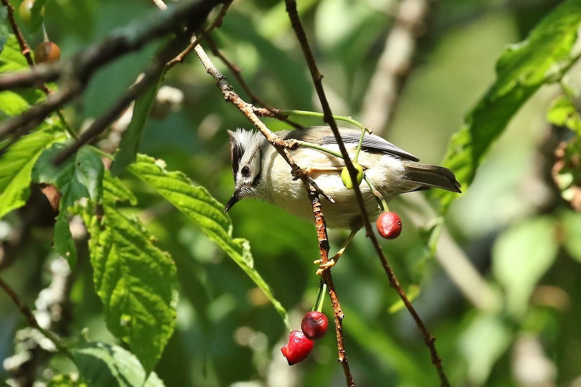 Taiwan yuhina (Yuhina brunneiceps) Daxueshan Forest Road, Taiwan. Apr 27, 2019 Geotagged,Spring,Taiwan,Taiwan yuhina,Yuhina brunneiceps
