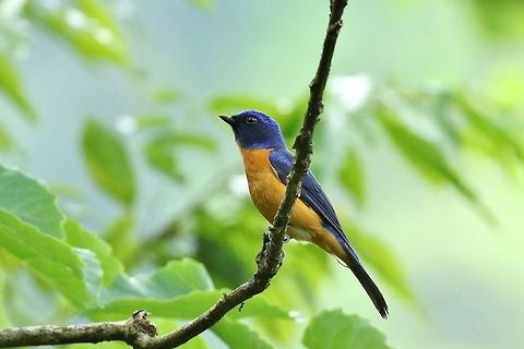 Vivid niltava (Niltava vivida) Daxueshan Forest Road, Taiwan. Apr 27, 2019 Geotagged,Niltava vivida,Spring,Taiwan,Vivid niltava