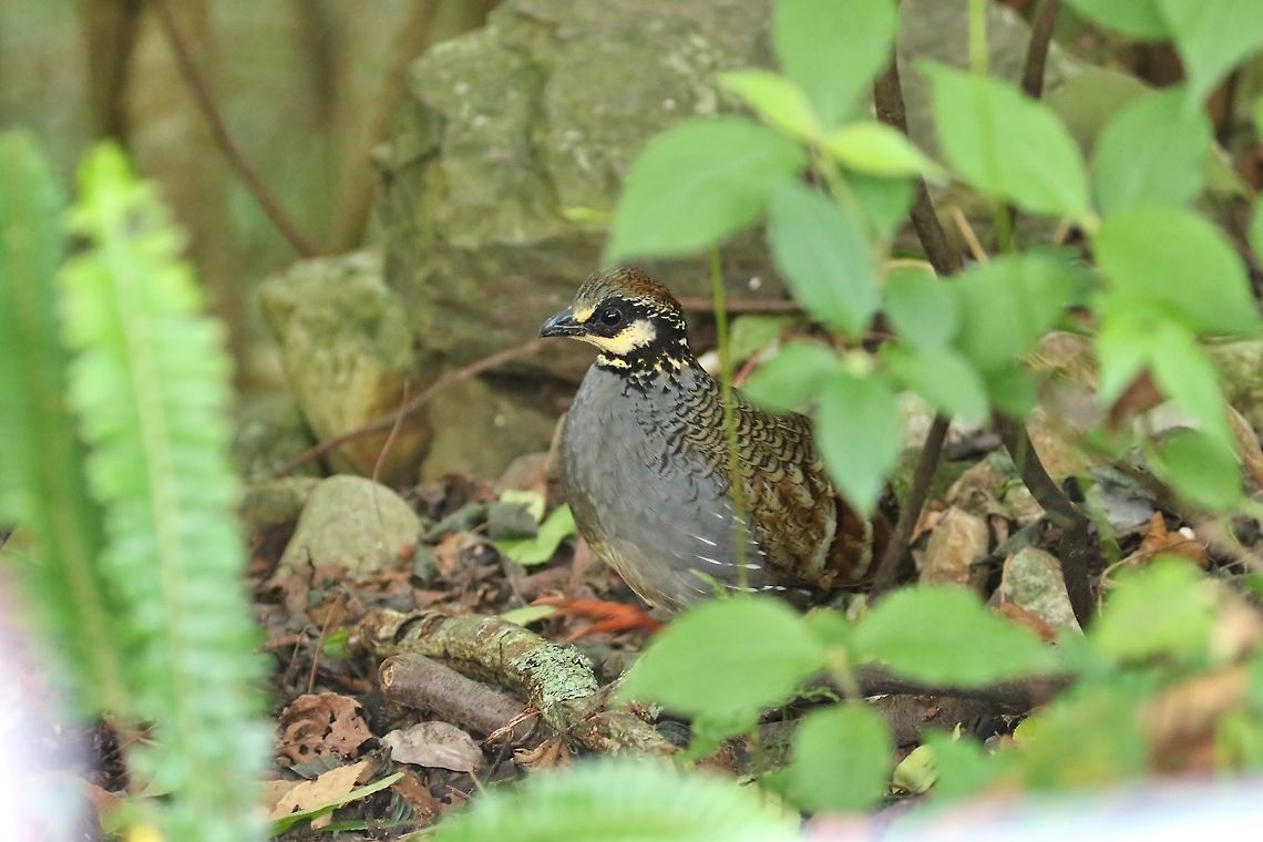 Taiwan partridge (Arborophila crudigularis) Daxueshan Forest Road, Taiwan. Apr 27, 2019 Arborophila crudigularis,Geotagged,Spring,Taiwan,Taiwan partridge