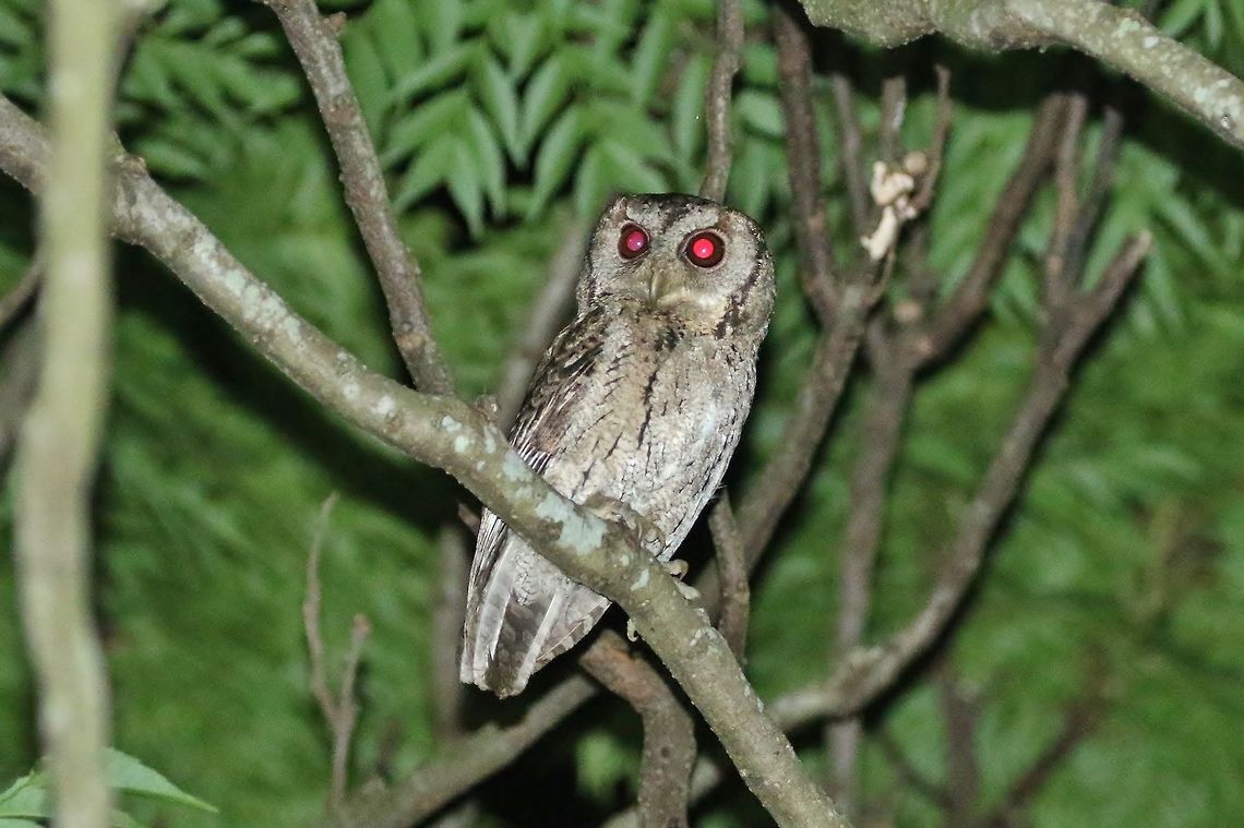 Collared Scops Owl (Otus lettia) Dongshi District, Taiwan. Apr 26, 2019 Collared Scops Owl,Geotagged,Otus lettia,Spring,Taiwan