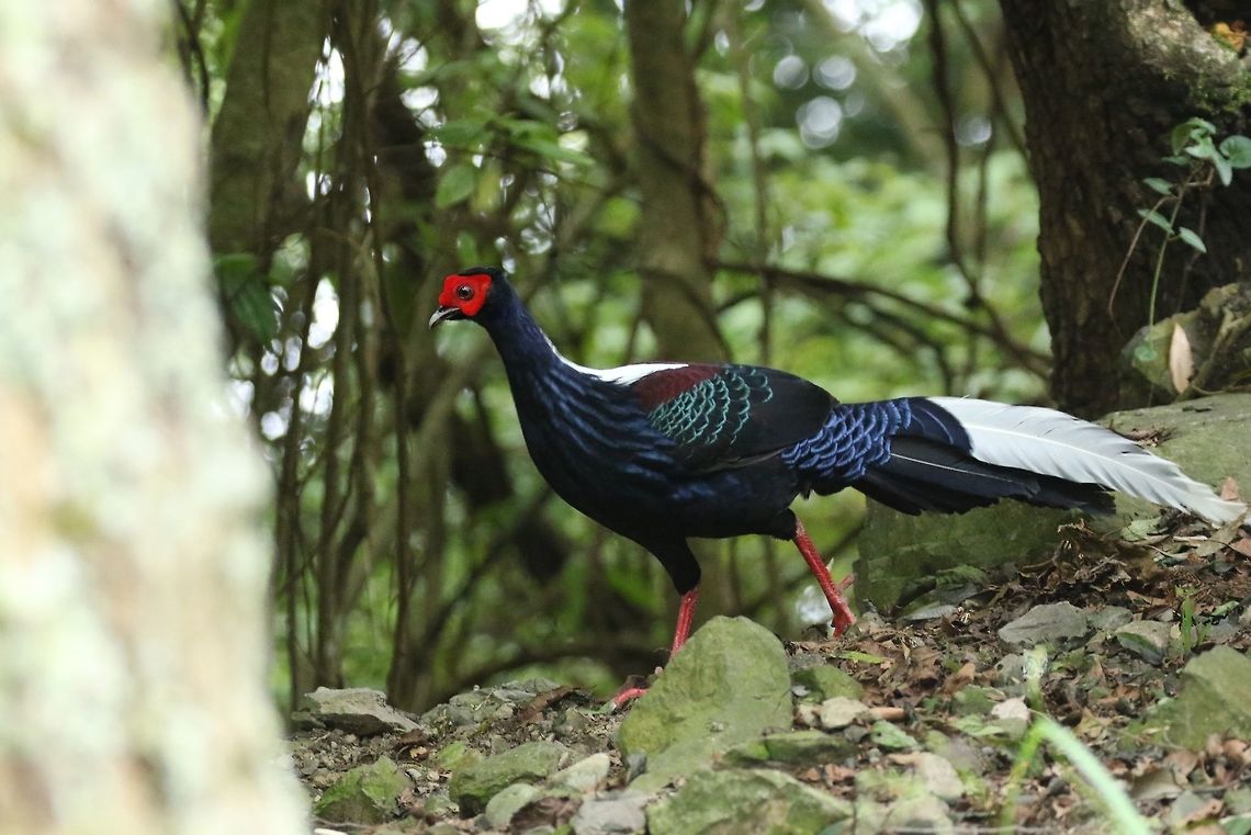 Swinhoes pheasant (Lophura swinhoii) Daxueshan Forest Road, Taiwan. Apr 27, 2019 Geotagged,Lophura swinhoii,Spring,Swinhoes pheasant,Taiwan