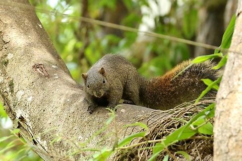 Pallas's squirrel (Callosciurus erythraeus) Daxueshan Forest Road, Taiwan. Apr 27, 2019 Callosciurus erythraeus,Geotagged,Pallass squirrel,Spring,Taiwan